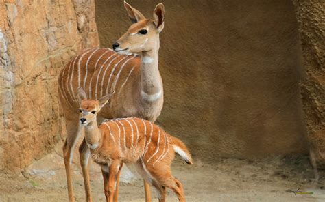 Encyclopaedia Of Babies Of Beautiful Wild Animals Kudus Of Africa