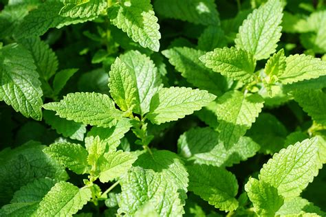 The meaning and symbolism of the word - «Mint (plant)»