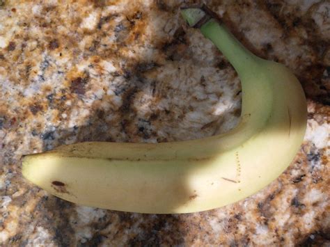 Strange Banana Roddlyterrifying