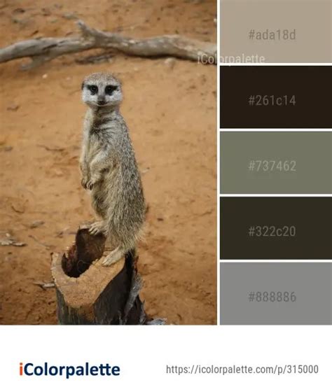 88 Meerkat Color Palette Ideas In 2024 Icolorpalette