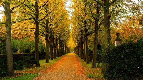 Manual Resize Of Wallpaper Road Autumn Forest Leaves Trees Nature