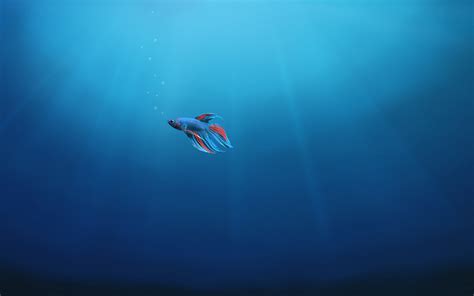 Wallpaper Fish Alone Underwater Windows 10 4k