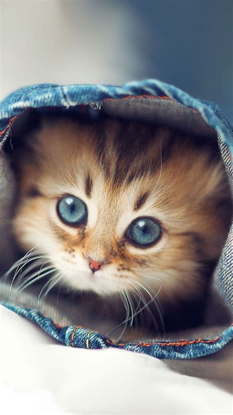 It has been proven that looking at cute pictures of animals before you start your day can. Cute Kittens Wallpapers For iPhone 6 HD | Kitten wallpaper ...