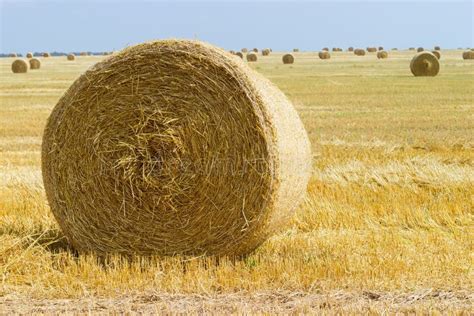 Round Straw Bale On Harvested Field Against The Same Bales Stock Image
