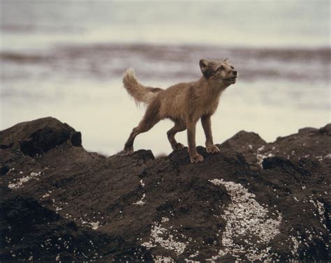 Free Picture Arctic Fox Rocks Animal Vulpes Lagopus