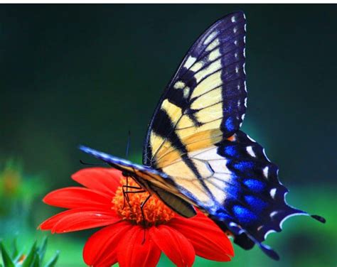 Free Download Aqua Butterfly Hd Wallpaper Beautiful Wallpaper Butterfly