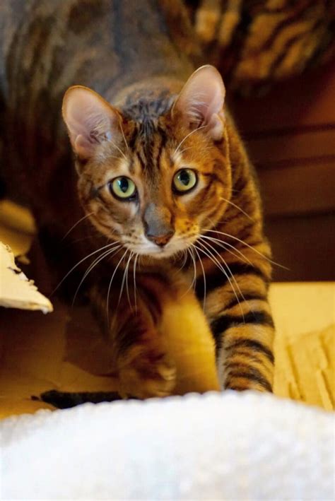 About Toygers Toyger Cat Club