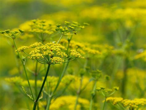 Wild Parsnip Photos Stock Photos Pictures And Royalty Free Images Istock