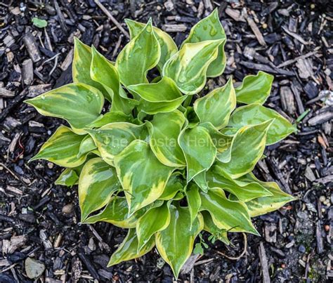 P00 Hosta Lakeside Scamp From The Hosta Helper Presented By