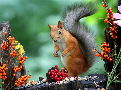 Cute Brown Squirrel Is Standing On Tree Trunk Eating Nuts In A Green