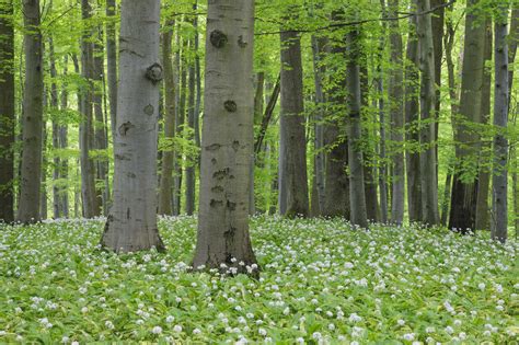Germany Thuringia View Of Spring Forest With Ramsons Rue001005