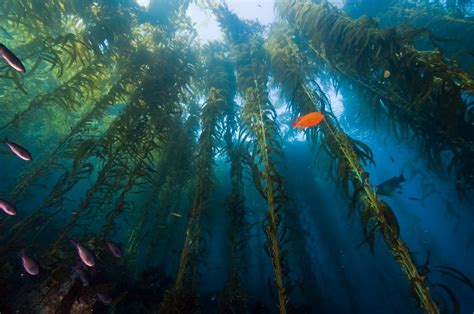 Scuba Diving In Kelp Forests In California