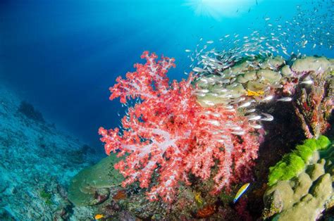 海底世界的鱼群和珊瑚图片 美丽的海底世界的鱼群和珊瑚素材 高清图片 摄影照片 寻图免费打包下载