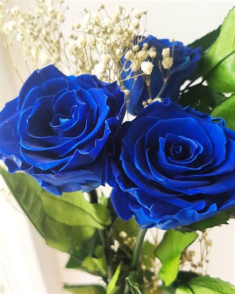 Descubra 48 Kuva Bouquet Rose Bleu Vn