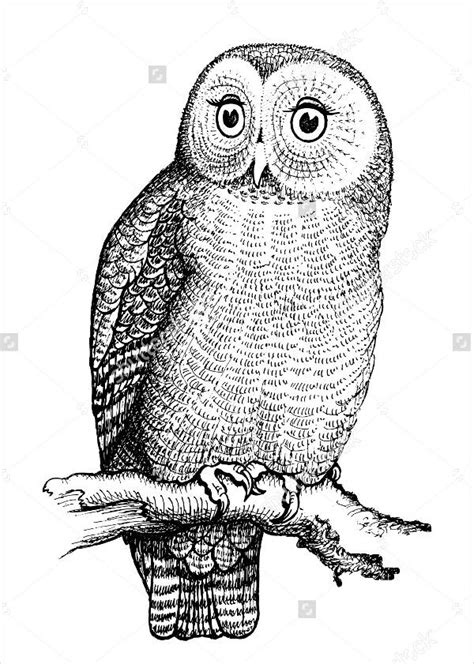 Free 8 Owl Drawings In Ai