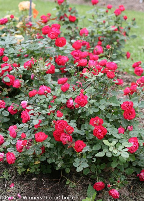 Oso Easy® Double Red Rose Bushes Plant Addicts