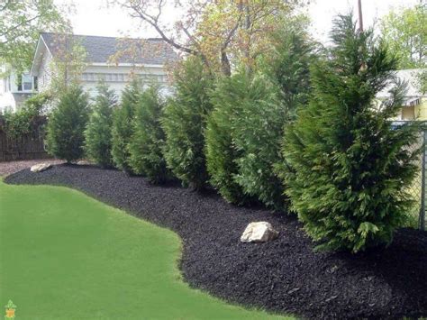 Solved Which Evergreens Grow The Fastest Small Backyard Landscaping