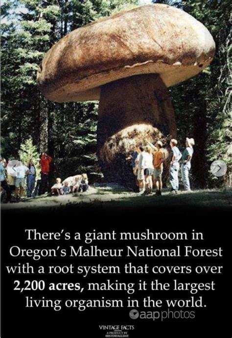 Theres Nothing Magical About Fake Monster Mushroom Pic Australian
