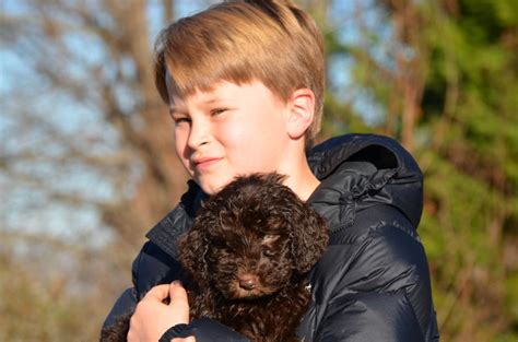Country labradoodles country labradoodles has multiple puppies ready to go home now along with several planned litters. Chocolate Labradoodle Puppies