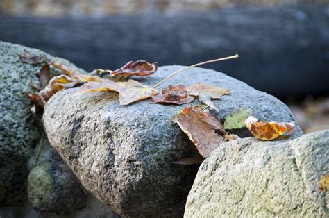 Free Images Tree Nature Forest Rock Wood Leaf Stone Wildlife