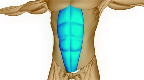 510 Rectus Abdominis Videos Stock Videos And Royalty Free Footage Istock