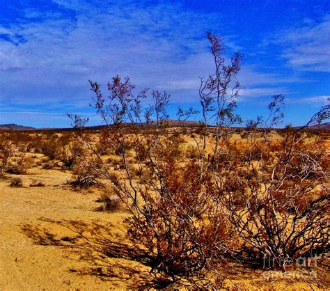Desert Heat Photograph By Marilyn Diaz Pixels