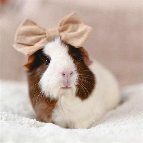 Crumpetthepig Guinea Pig In A Big Bow Baby Guinea Pigs Baby Pigs