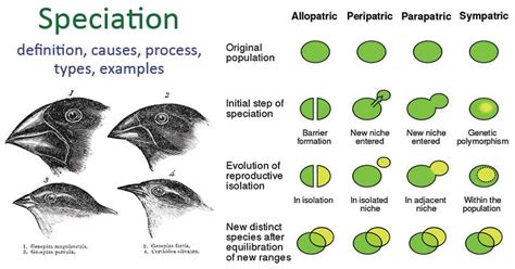 Allopatric Speciation Definition And Examples Biology Online Dictionary