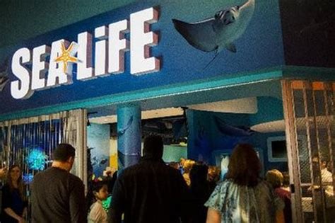 Sea Life Michigan Aquarium Is Officially Open At Great Lakes Crossing