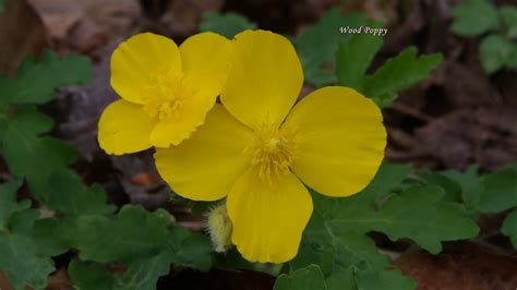 Early Spring Native Wildflowers In Southern Ohio 4 6 2020 Youtube