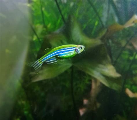 11 Most Unique Freshwater Fish For A Planted Tank Aqua Life Expert