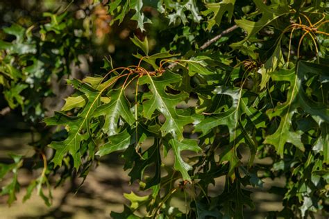 Pin Oak Quercus Palustris Directree