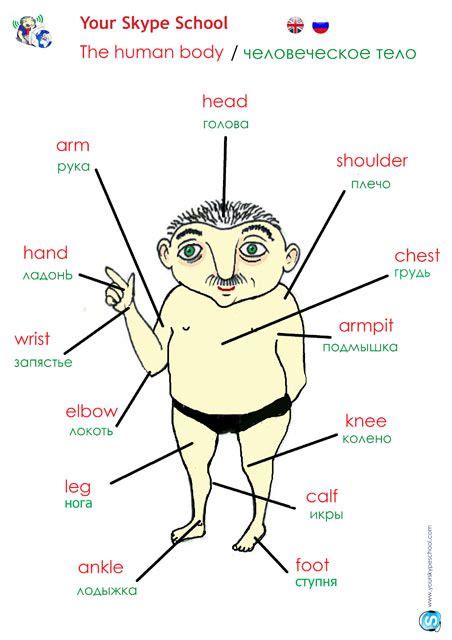 human body 1 russian language lessons russian language learning learn russian