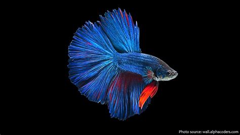 Set yourself a betta fish wallpaper and enjoy these powerful images to the fullest!. Interesting facts about siamese fighting fish | Just Fun Facts