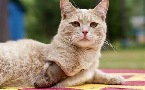Caring For Your Three Legged Cat By The Happy Cat Site