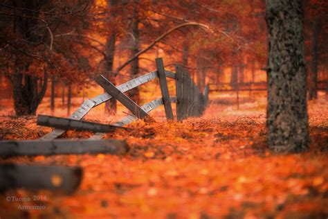 Fallen Fence Surrounded By Autumn Colors With Images Finland