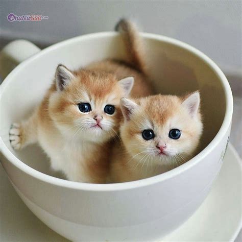 Bộ Sưu Tập Hơn 1000 Hình Ảnh Con Mèo Cute Đáng Yêu Ảnh Mèo Dễ Thương