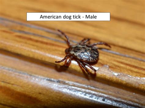 I found a bump on my dog today and thought nothing of it. overgrown vegetation | Extension Entomology