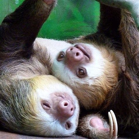 Get Excited For Earthday Rolling Around At The Sloth Sanctuary