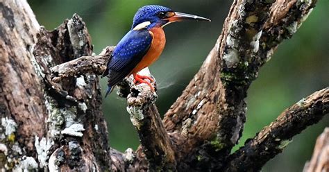 The Life Journey In Photography Blue Eared Kingfisher Serdang Hill