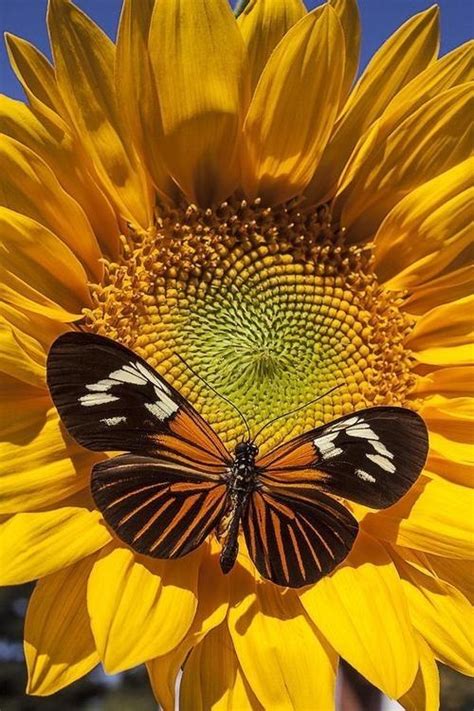 Sunflower Butterfly Sunflowers Pinterest