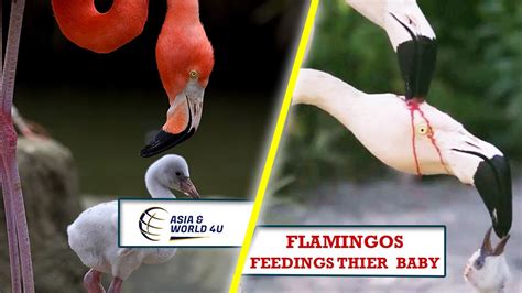 Pink Flamingos Unusual Feeding Method Explained Youtube