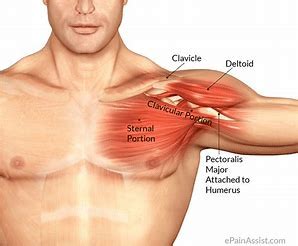 The pectoralis major, the pectoralis minor, and the serratus anterior. Torn Pectoral Muscle | Overview, Symptoms, Causes And ...