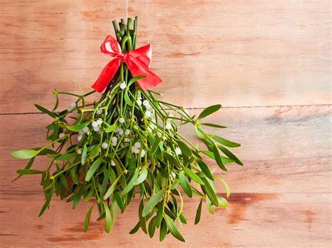 A Complete Guide To Growing Mistletoe Lovethegarden