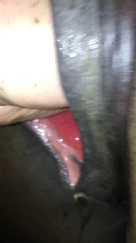 A Guy Fucked Female Horse In Ass Porn 2017 Part 1 Zoo