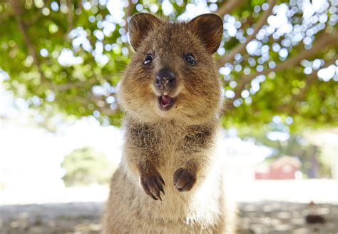 The quokka is a mammal about the size of a cat, native to australia. Quokka Club - Rottnest Express