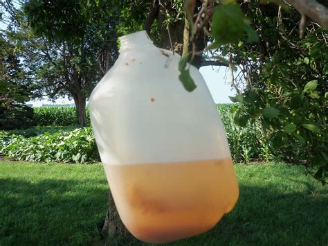 Do the japanese beetle work? Grama Sue's Rainbow Farm: Japanese Beetle Saga Continued ....