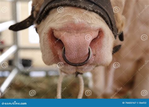 Cow Nose Ring Stock Photos Pictures And Royalty Free Images Istock 823