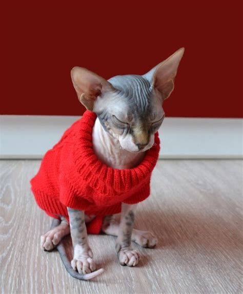 Angelic Sphynx Cat Winter Sweater In Different Colors