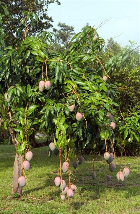 Mango Tree Stock Image Image Of Tropical Crop Agriculture 9742865